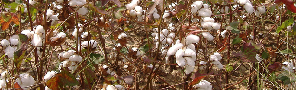 Cotton 